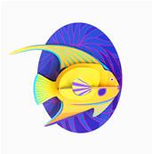 Grand poisson ange jaune - Animaux marins